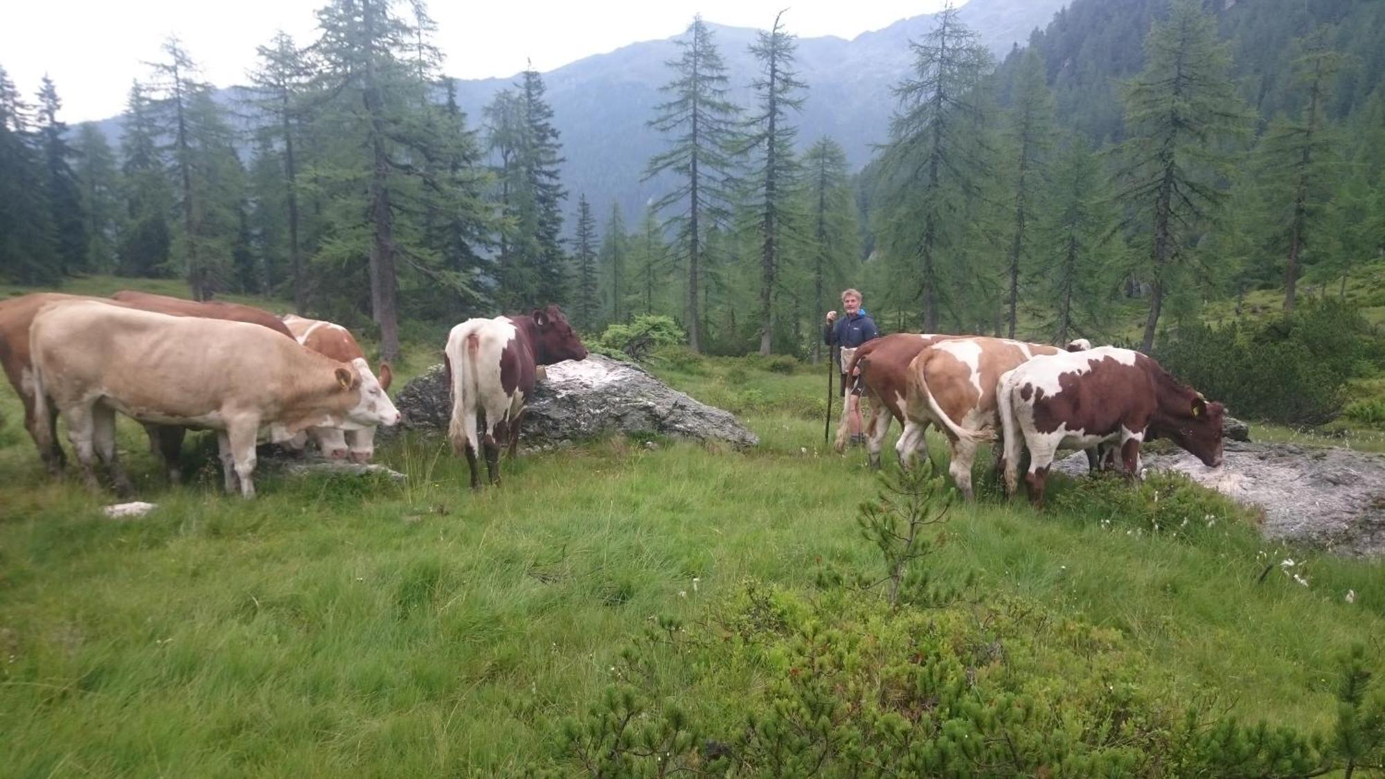 Pension-Greimelbacherhof Ramsau am Dachstein Quarto foto